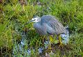 Grey faced heron, just outside the Adelaide Botanic Gardens IMGP8930